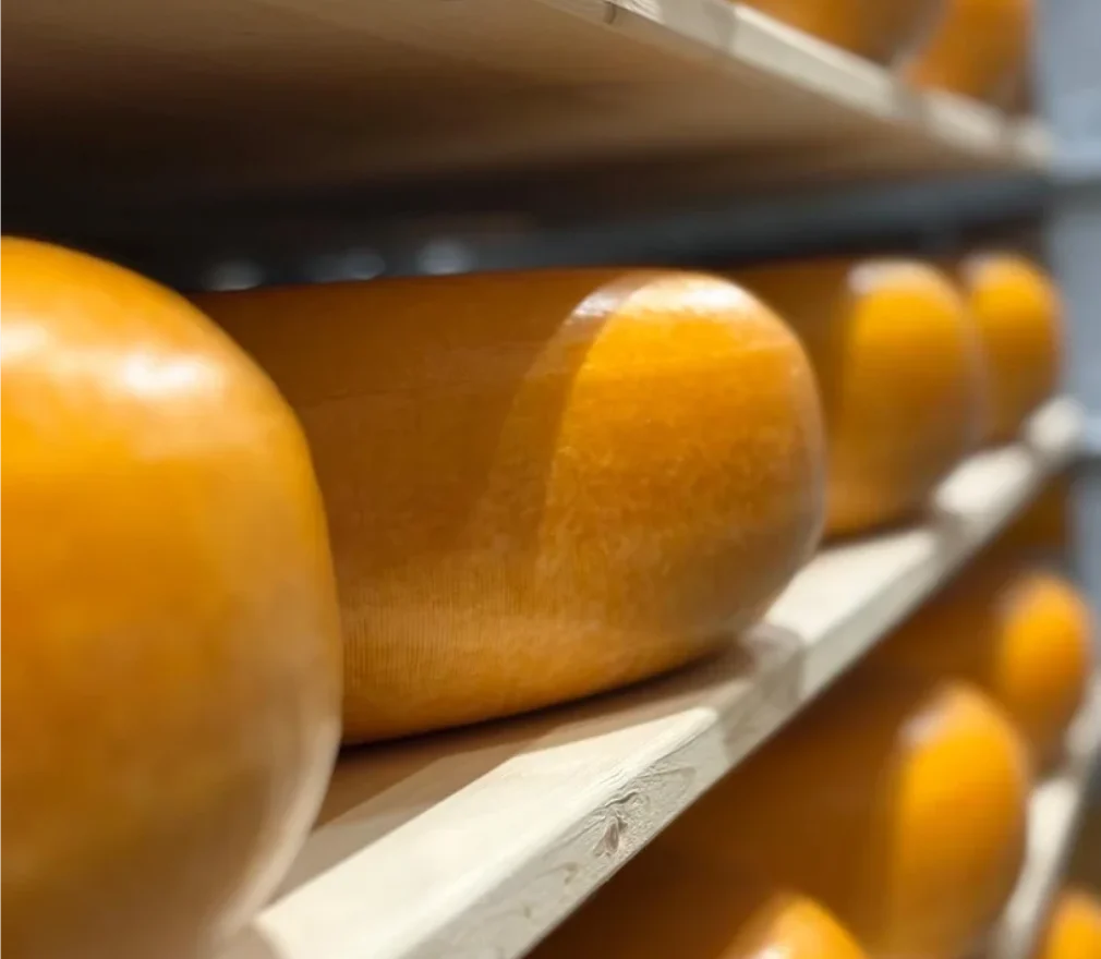 Rows of Dutch cheese wheels in a cheese warehouse